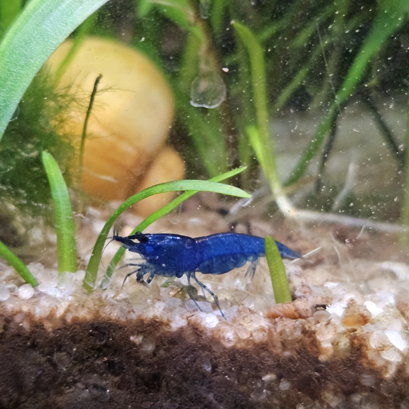 10+1 Blue Dream Shrimp