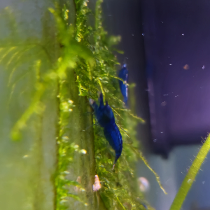10+1 Blue Dream Shrimp