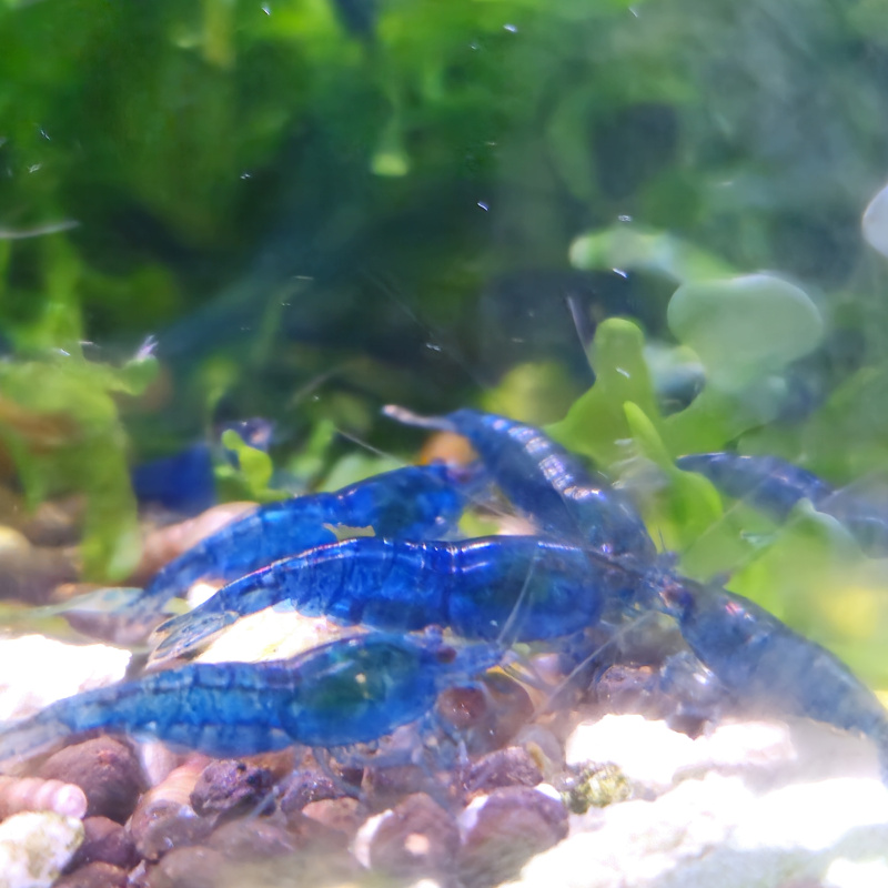 10+1 Blue Dream Shrimp