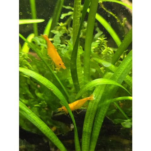 Sunkist Neocardinia Shrimp