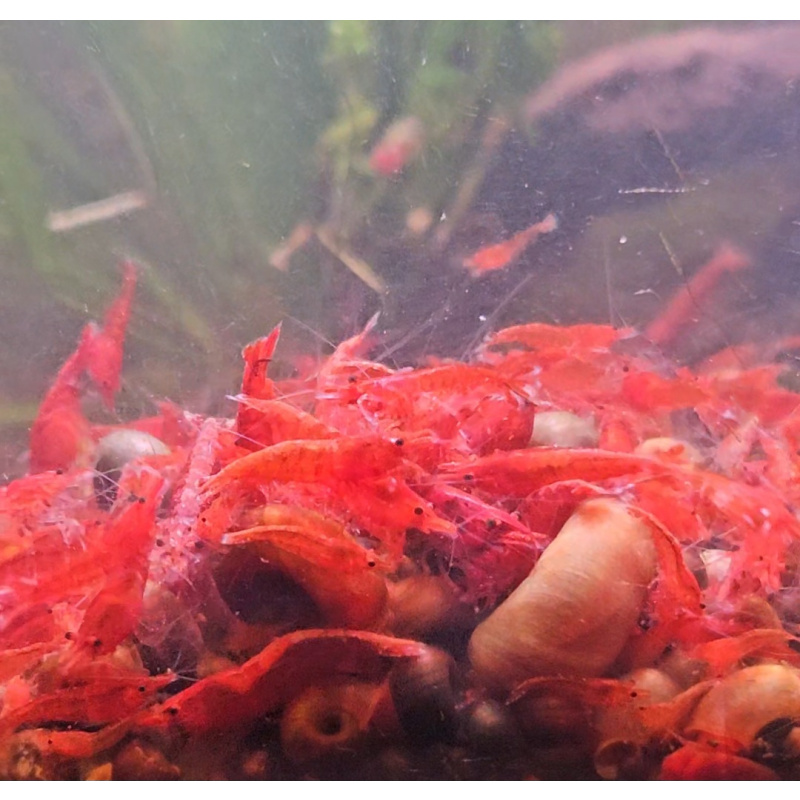 5+1 Fire Red Neocaridina Shrimp