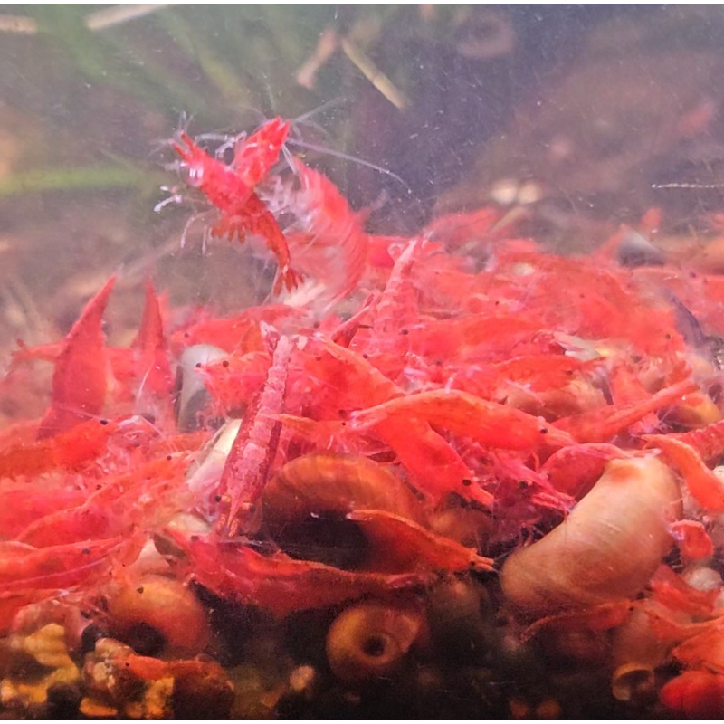 5+1 Fire Red Neocaridina Shrimp