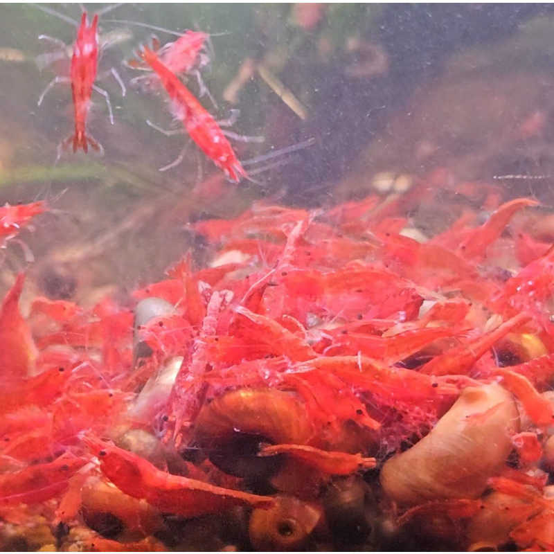 5+1 Fire Red Neocaridina Shrimp