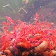5+1 Fire Red Neocaridina Shrimp