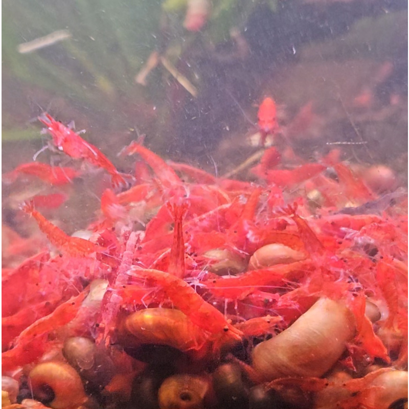 5+1 Fire Red Neocaridina Shrimp