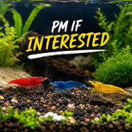 Aquarium Shrimp for Sale