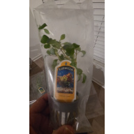 Ludwigia