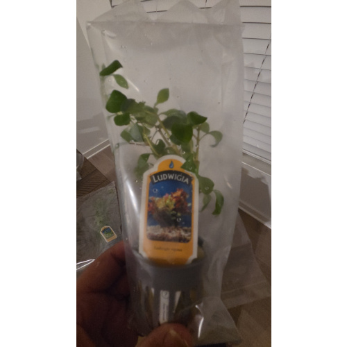 Ludwigia