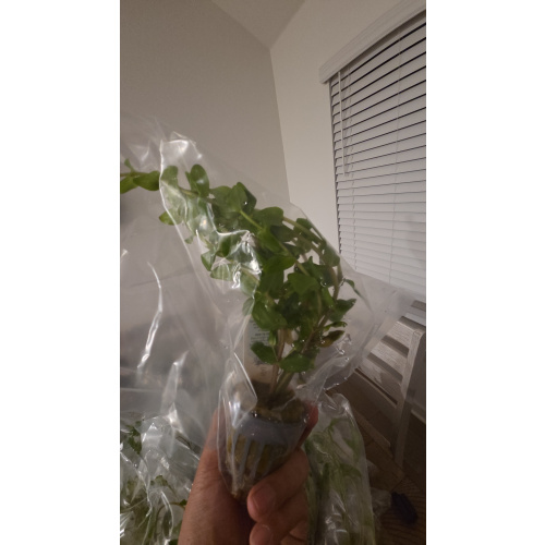 Bacopa