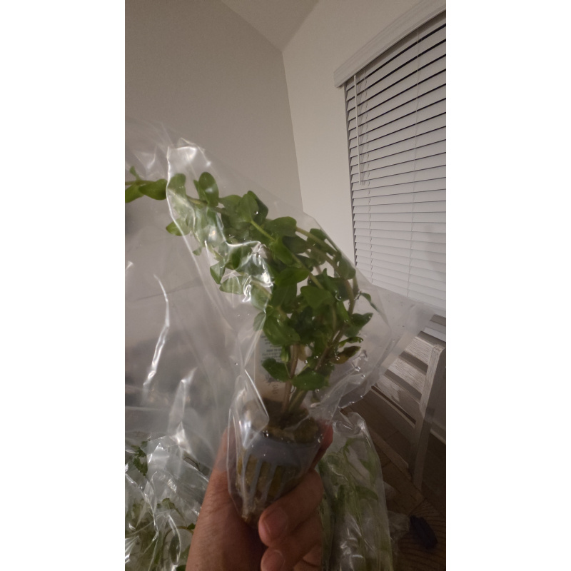 Bacopa