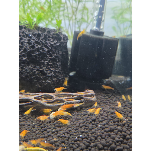 Orange Neocaridina