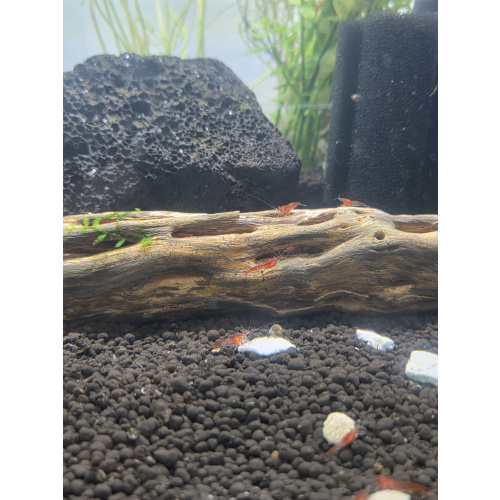 Red rilli neocaridina