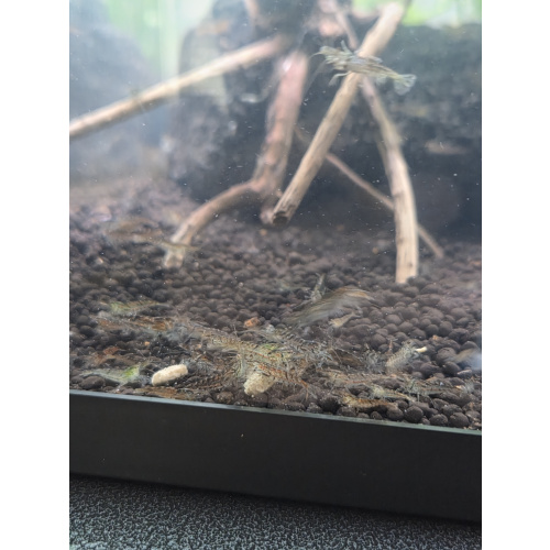 Wild neocaridina shrimp