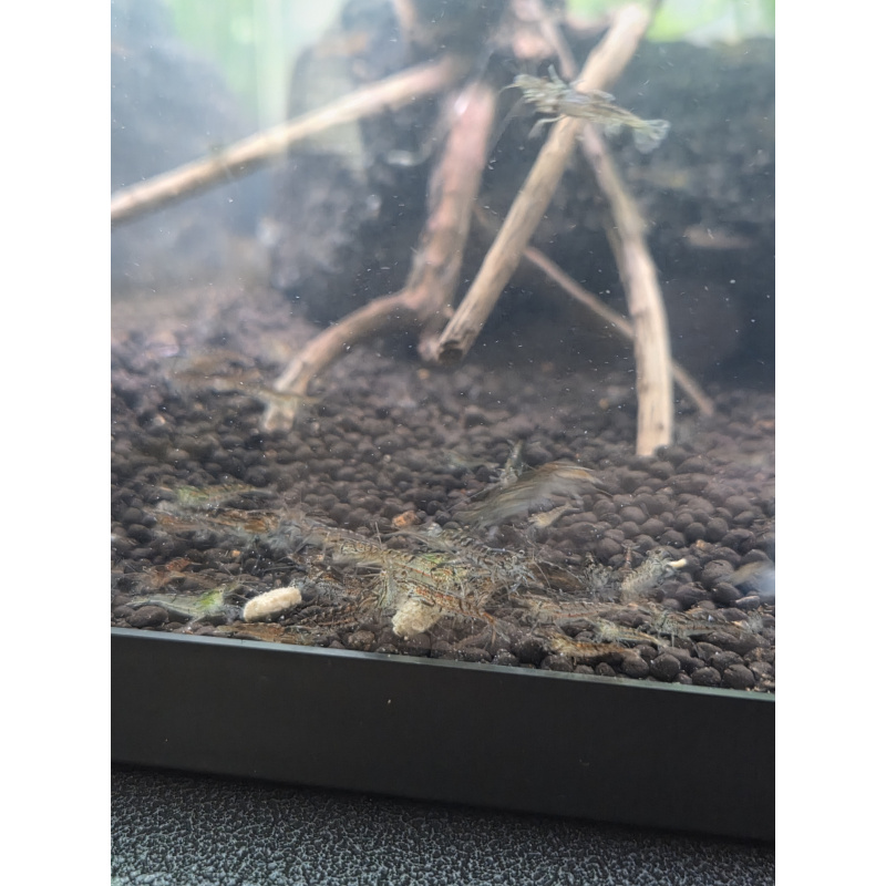 Wild neocaridina shrimp