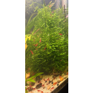 Red Cherry!! Neocardina, orange pumpkin and plants Dm me