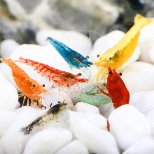 shrimly