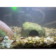 Fire Red Cherry Shrimp