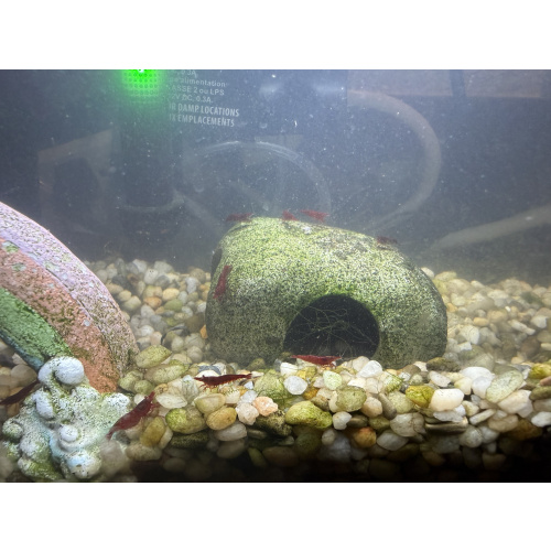 Fire Red Cherry Shrimp