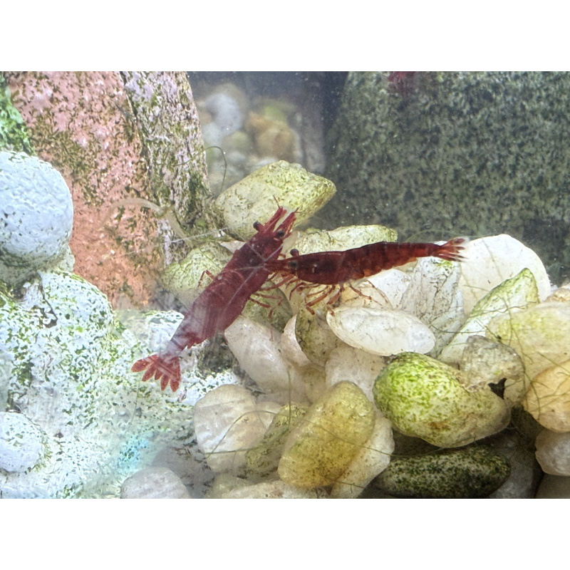 Fire Red Cherry Shrimp