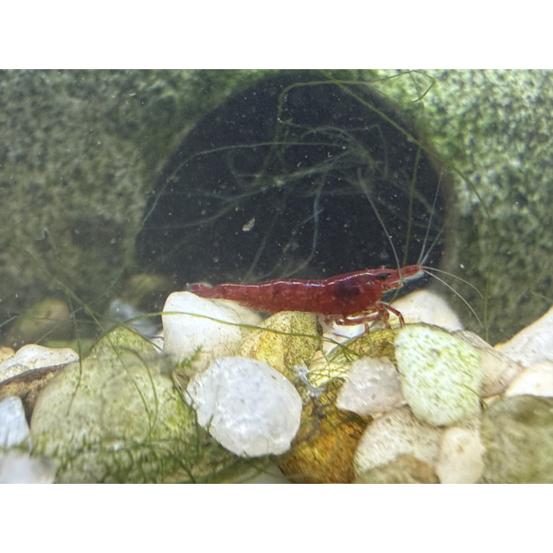 Fire Red Cherry Shrimp