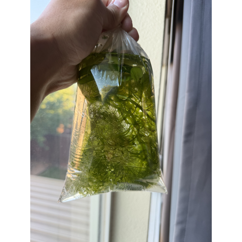 Aquarium Shrimp for Sale