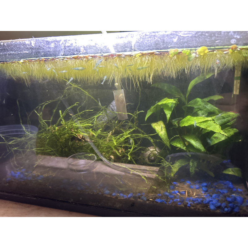 Blue Velvet Shrimp