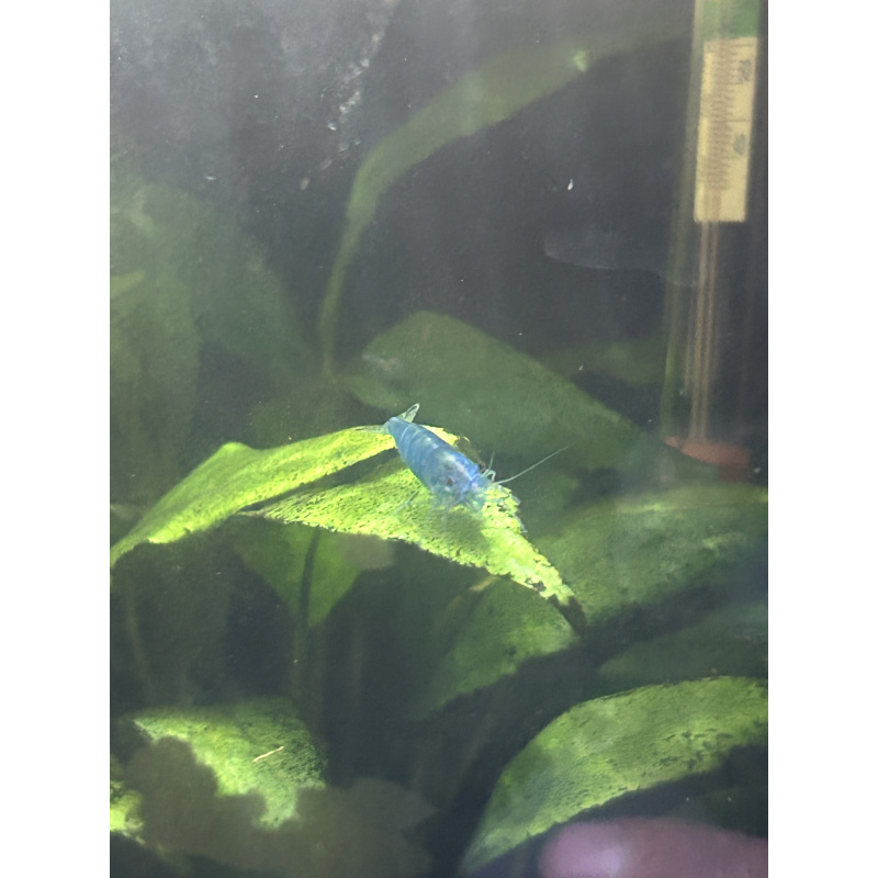 Blue Velvet Shrimp