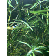 5 Blue Dream Neocaridina - Home Aquarium Bred - NOLA Locals ONLY!