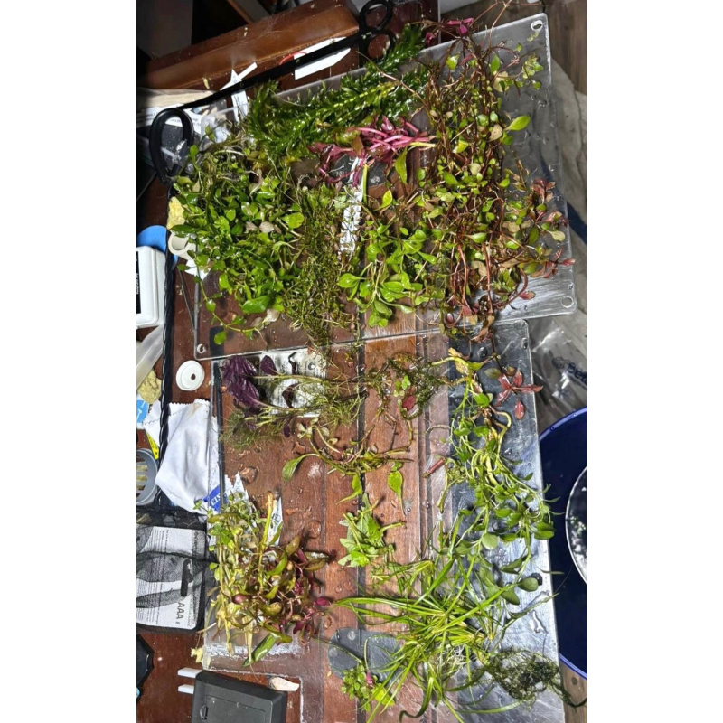 Shrimp Community Tank Bundle (Shrimp, Plants, Snails +More)