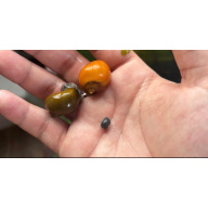 Mystery snail 5-pack