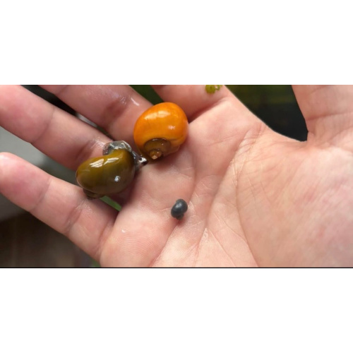 Mystery snail 5-pack