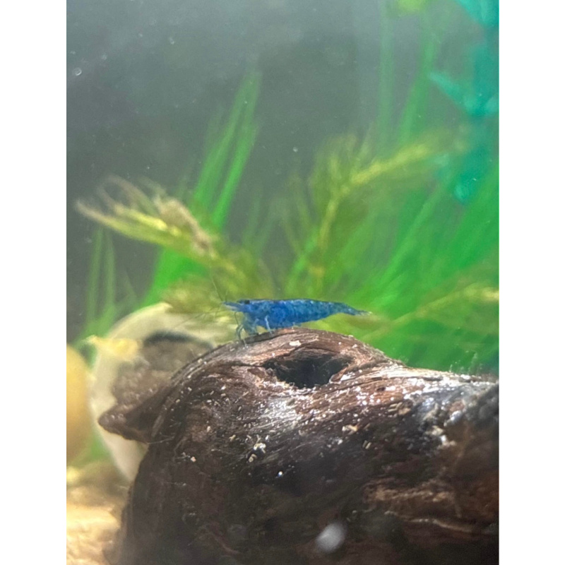 Shrimp Community Tank Bundle (Shrimp, Plants, Snails +More)