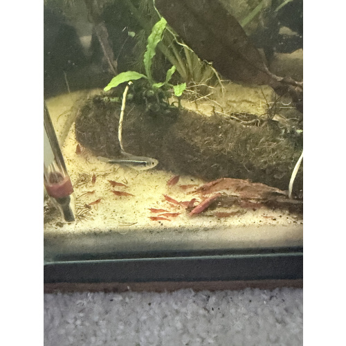 Red Cherry Neocaridina Shrimp — Home Bred