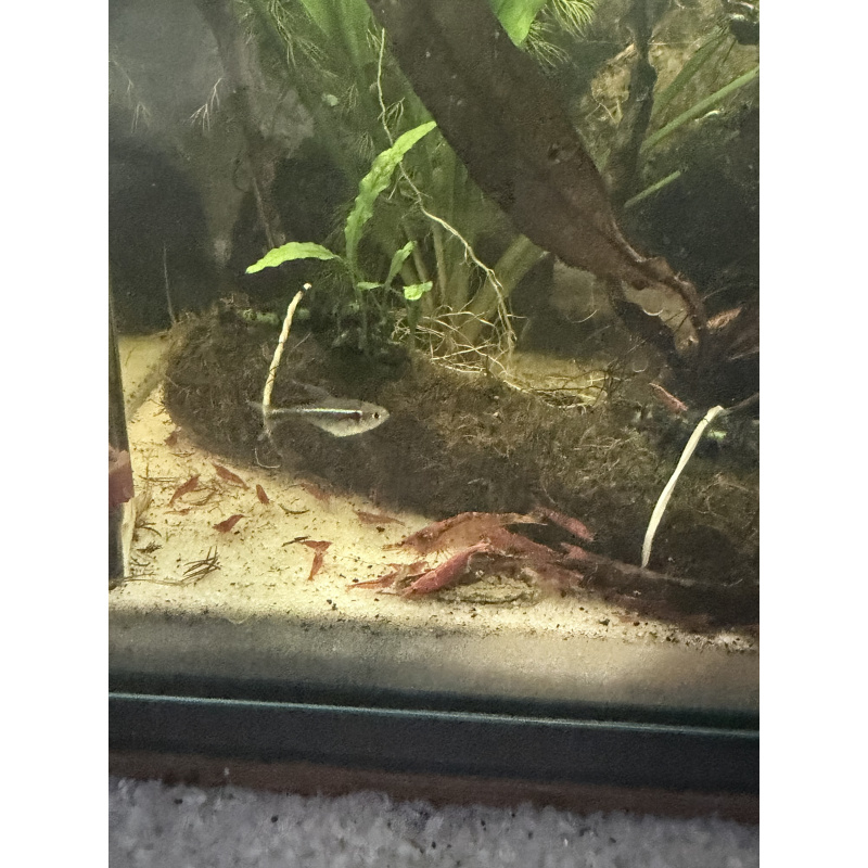 Red Cherry Neocaridina Shrimp — Home Bred