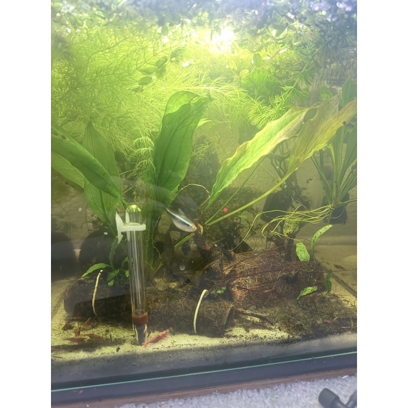 Red Cherry Neocaridina Shrimp — Home Bred