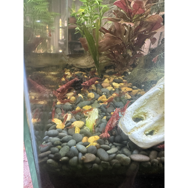 Fire Red Neocaridina Shrimp – Vibrant, Healthy, Tank Raised