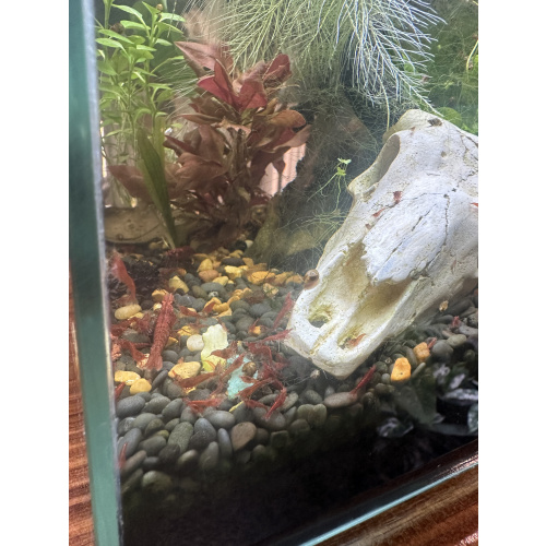 Fire Red Neocaridina Shrimp – Vibrant, Healthy, Tank Raised