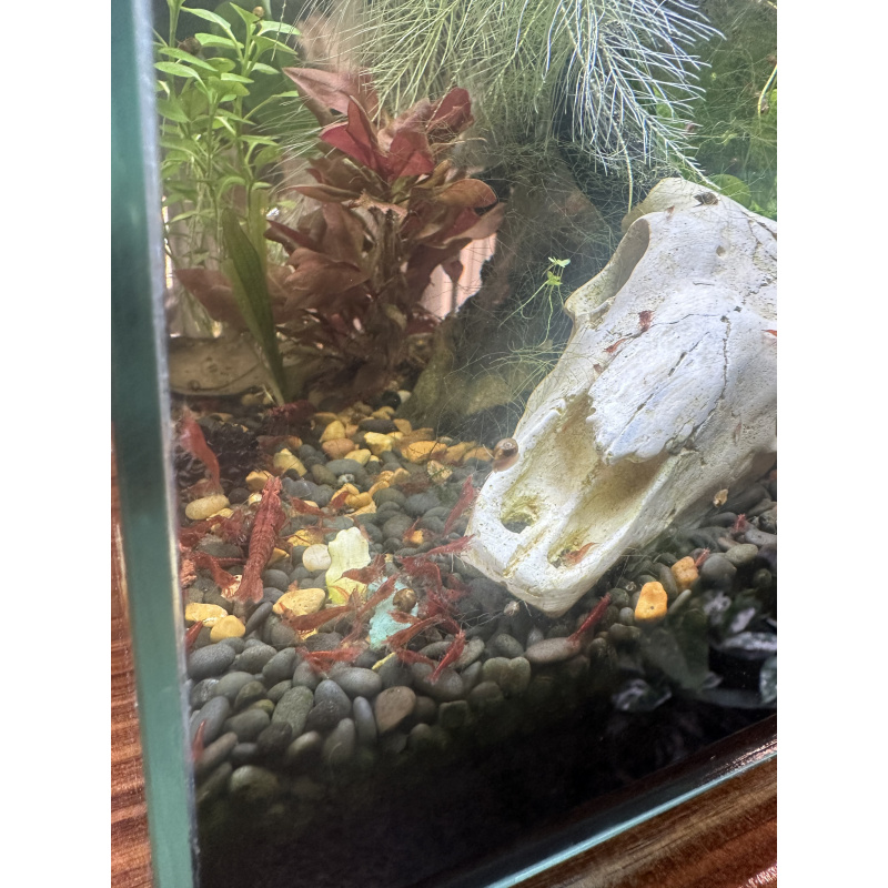 Fire Red Neocaridina Shrimp – Vibrant, Healthy, Tank Raised