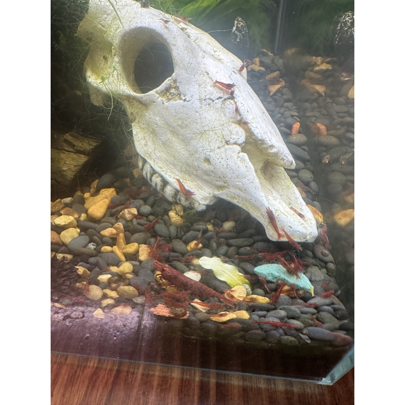 Fire Red Neocaridina Shrimp – Vibrant, Healthy, Tank Raised