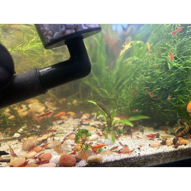 Red Cherry!! Neocardina, orange pumpkin and plants Dm me