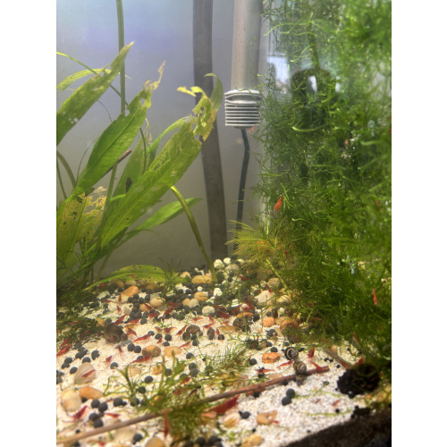 Red cherry Neocardina and aquarium plants