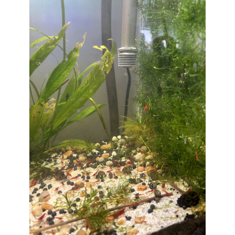Red Cherry!! Neocardina, orange pumpkin and plants Dm me