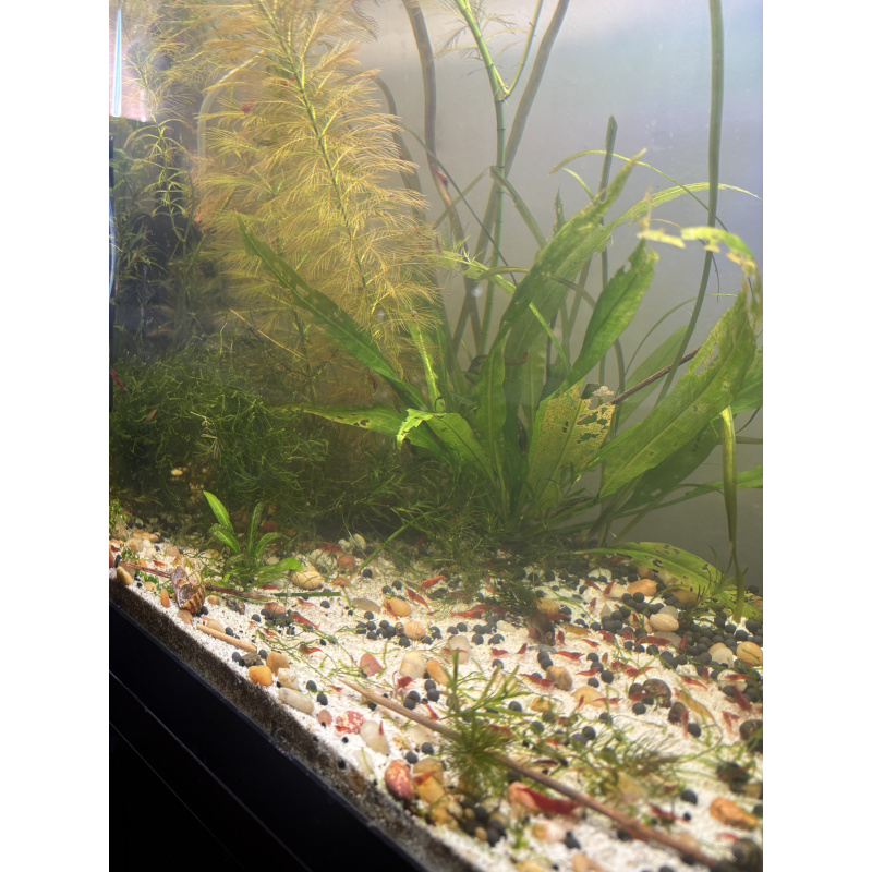 Red Cherry!! Neocardina, orange pumpkin and plants Dm me