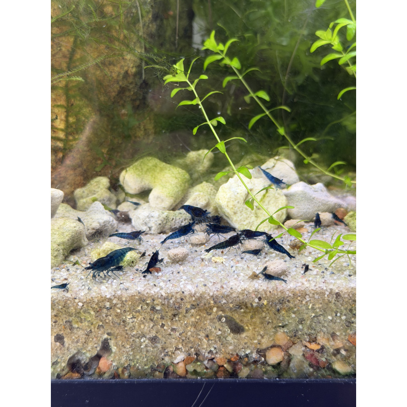 Aquarium Shrimp for Sale