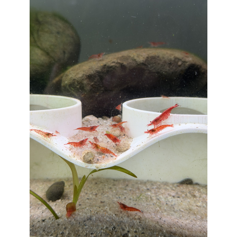Aquarium Shrimp for Sale
