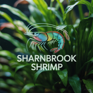 Sharnbrook-Shrimp