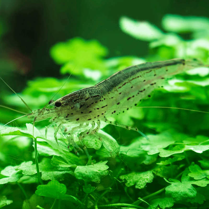 Lot of 10 Amano Shrimp – Algae Eaters for Freshwater Aquariums