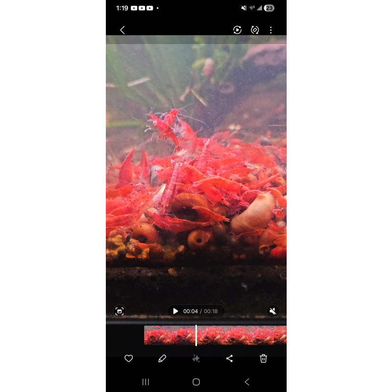 5+1 Fire Red Neocaridina Shrimp