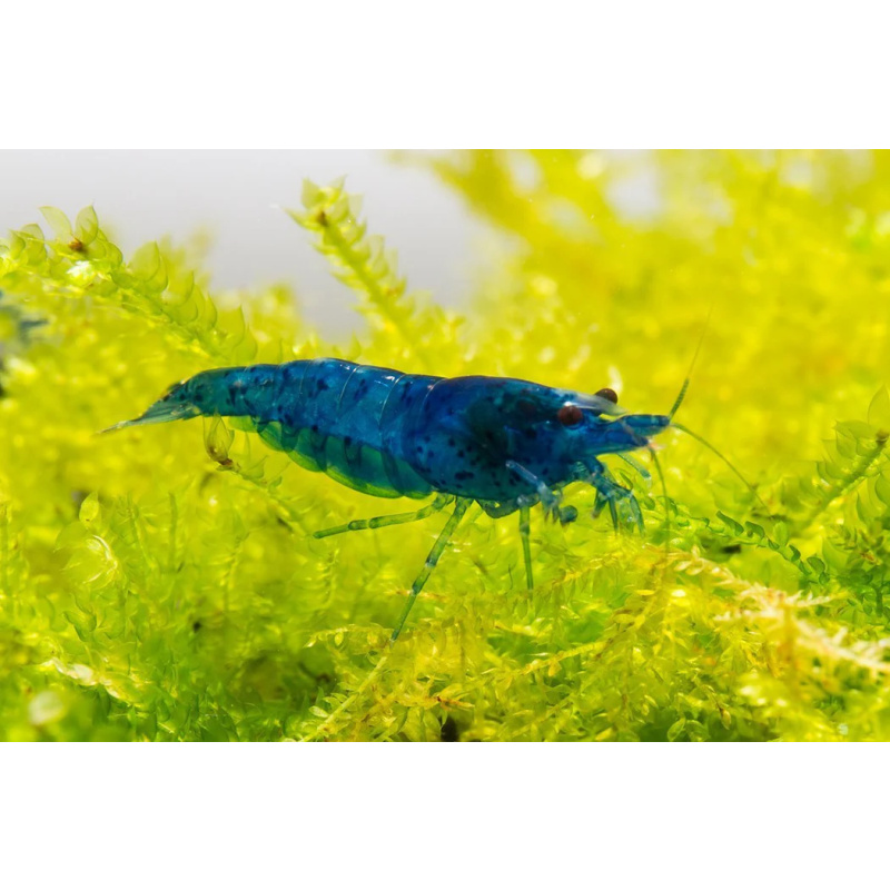 Lot of 10 Blue Dream Shrimp – Neocaridina – Deep Blue Color