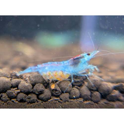 5x Blue Jelly Shrimp – Rare Ice Blue Neocaridina – Last Packs